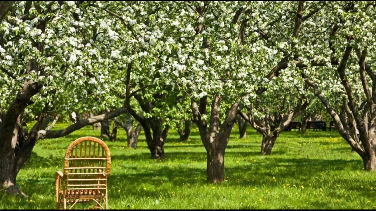 Ясная Поляна цветущие яблони