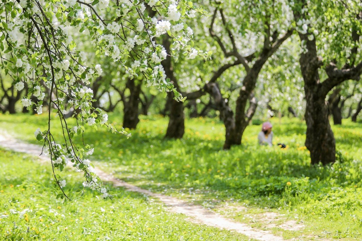 Аллея Коломенское парк