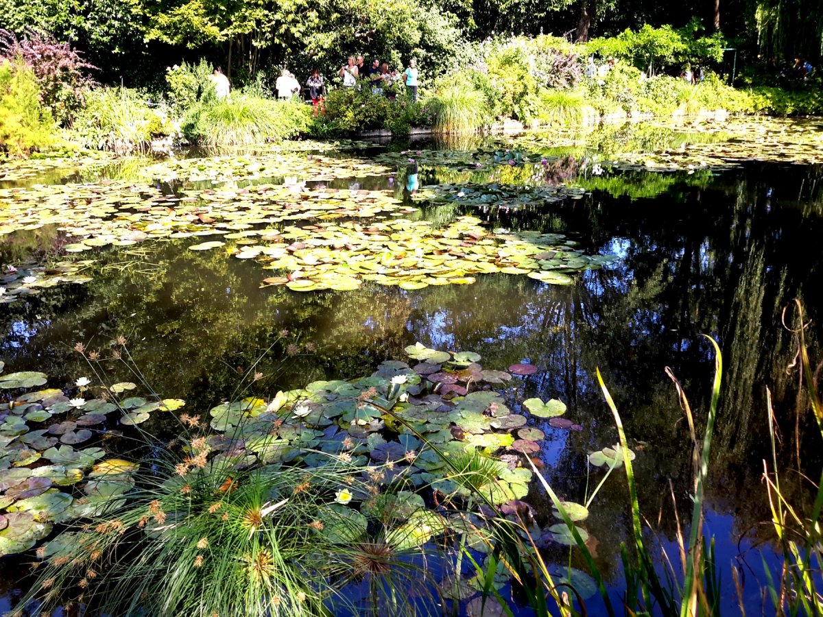 Водный сад в Живерни