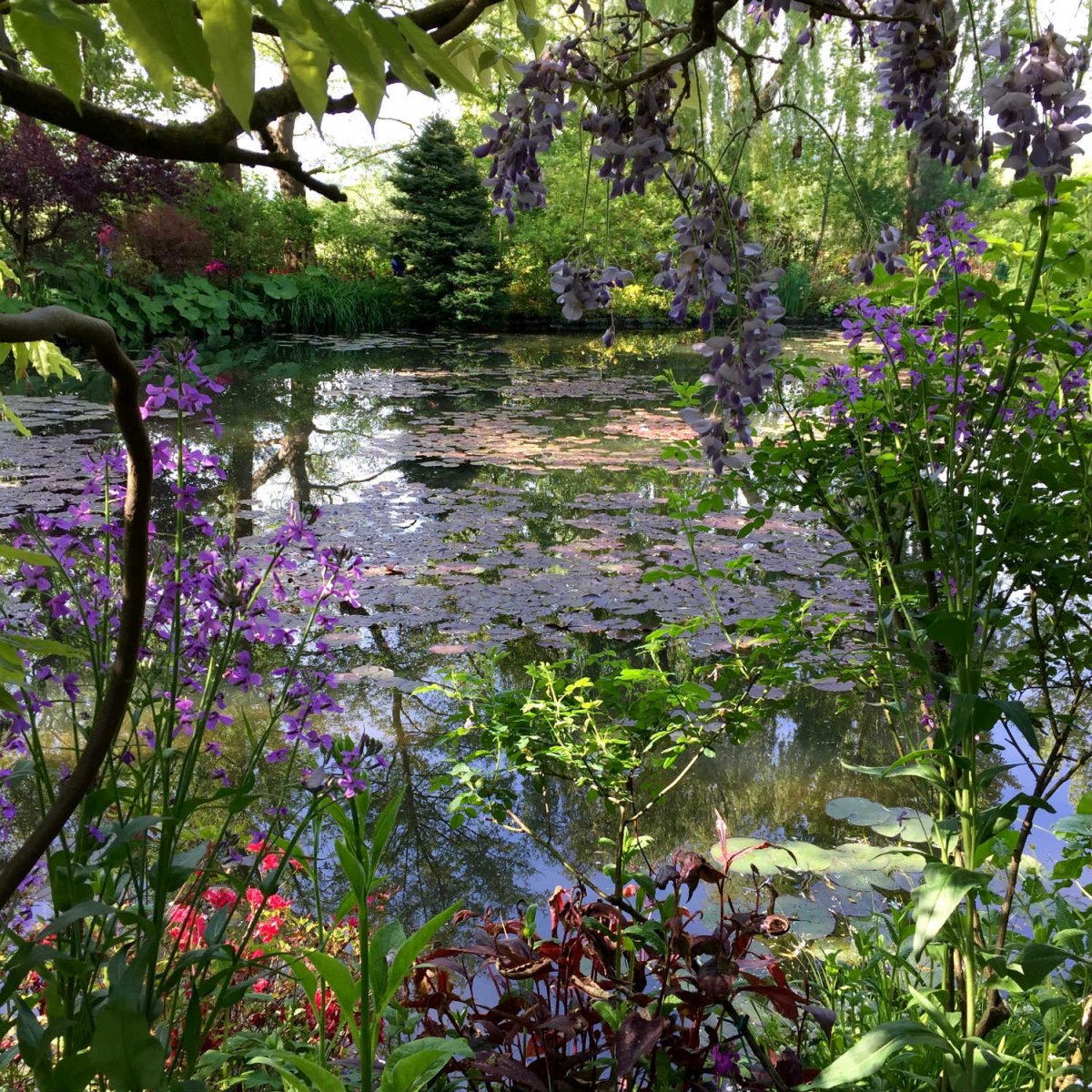 Пруд в Живерни