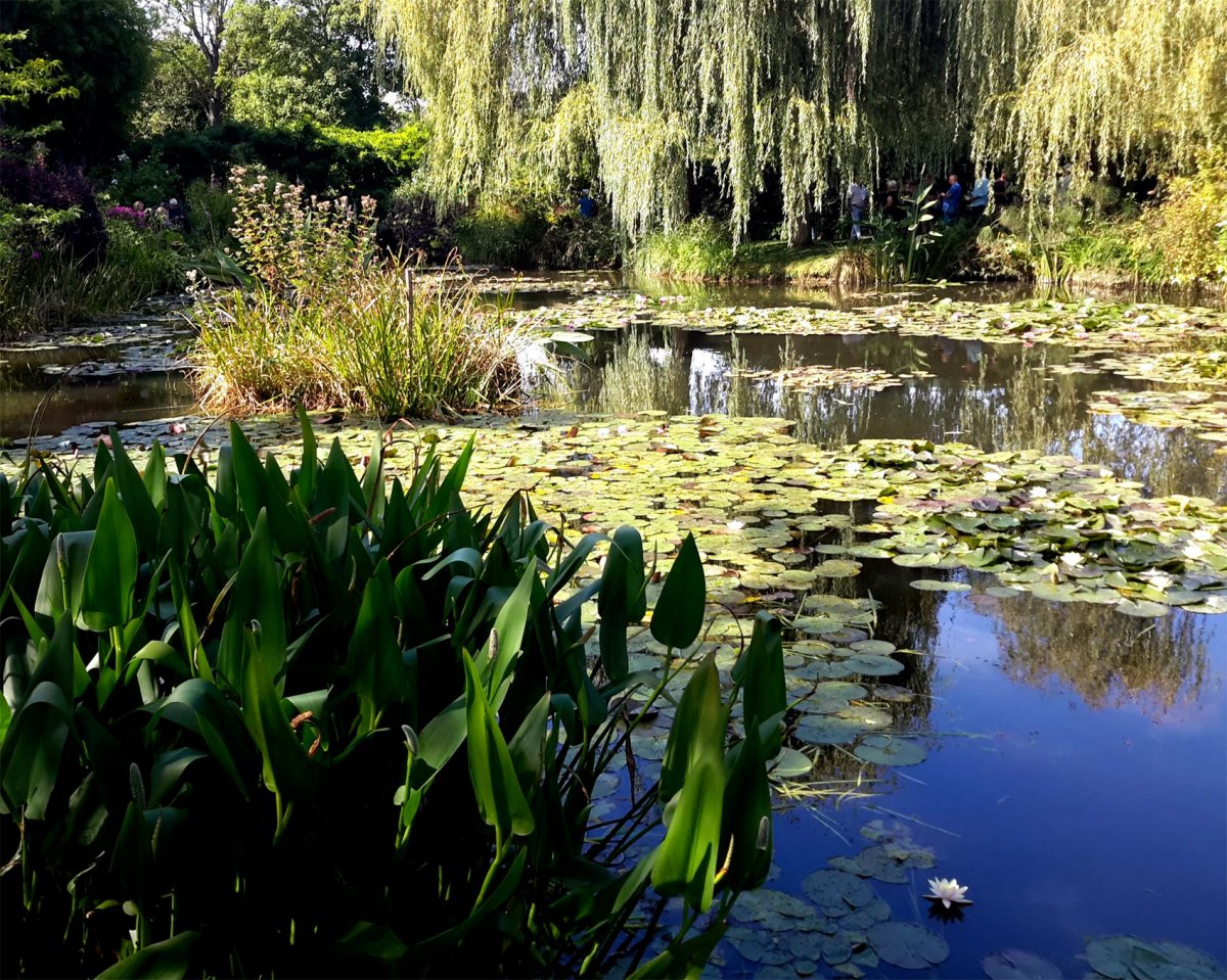 Пруд лилии Живерни