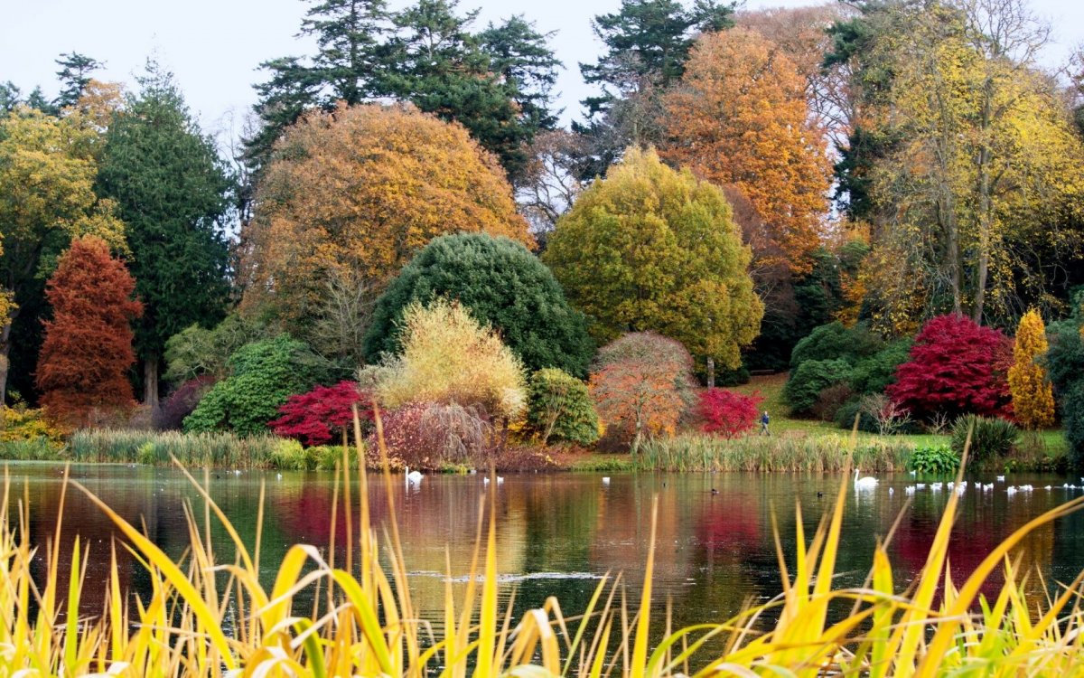 Деревья и кустарники осенью