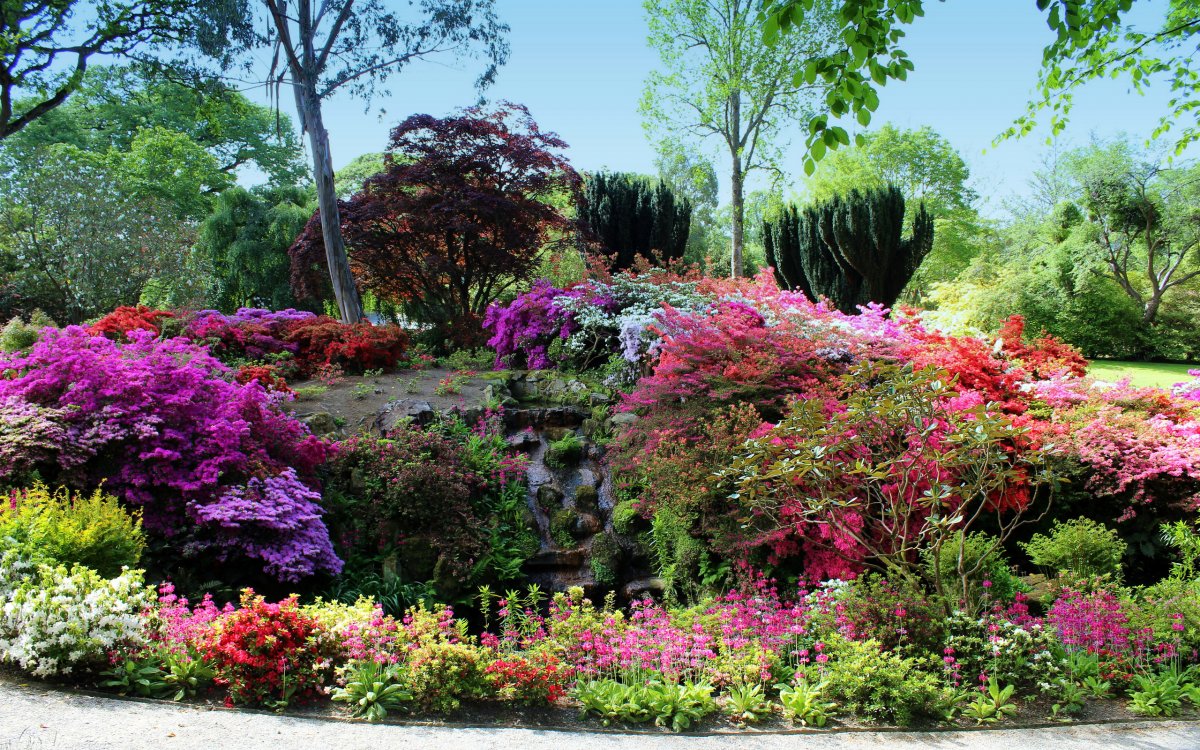 Парк Великобритания рододендроны