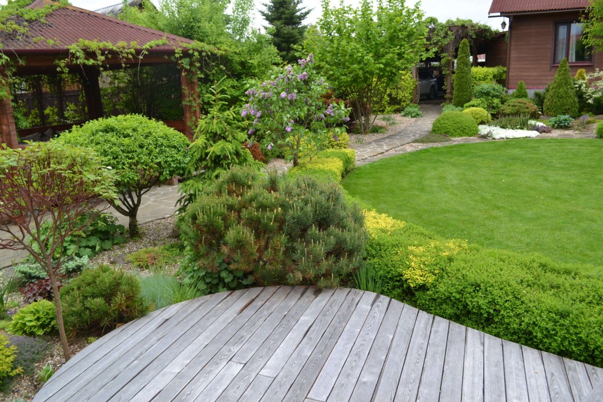 Декоративные кустарники рододендрон