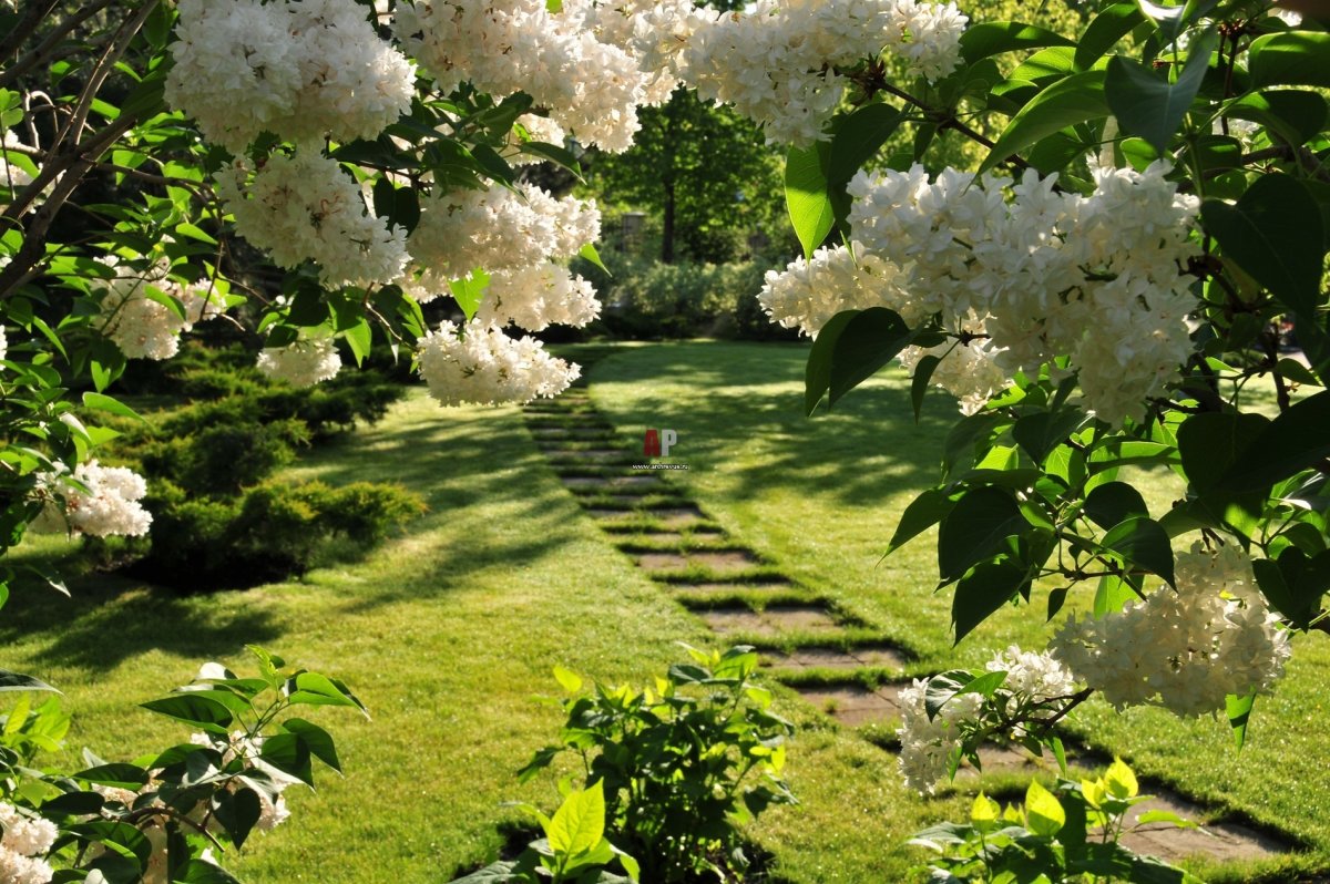 Нов.Зеландия. Долина реки клена.сад в Саутленд,