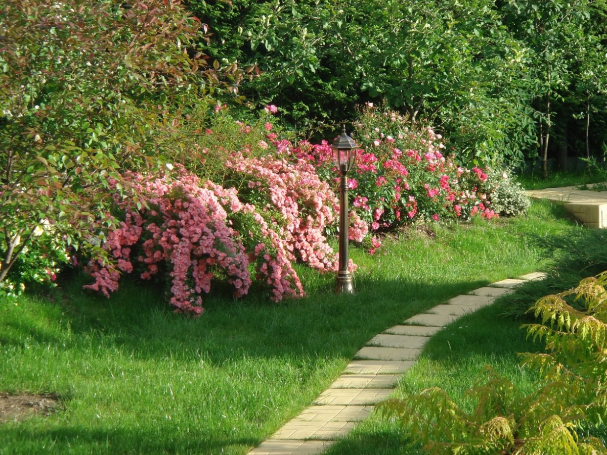Парк Бельвиль кустарники