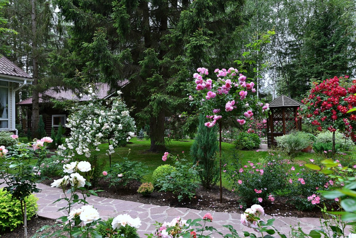 Малоуходный сад Александр Сапелин