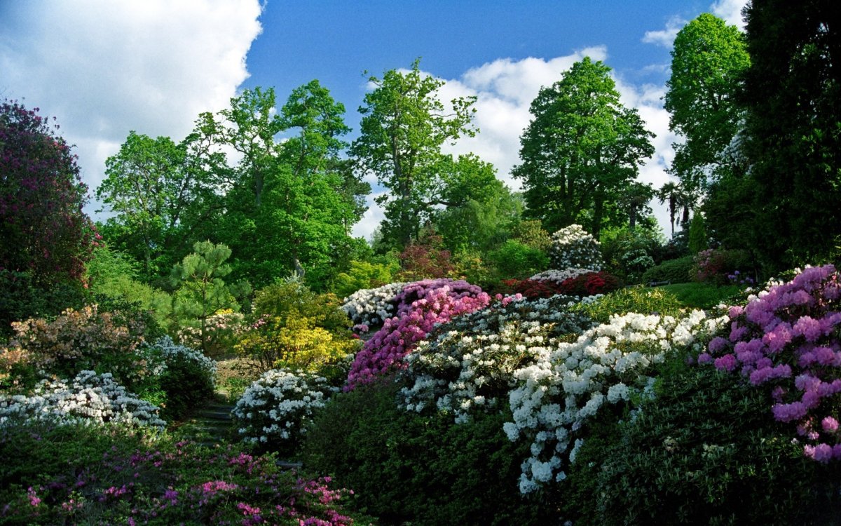 Парк дармера в Англии