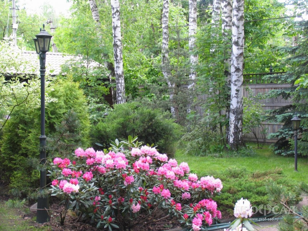 Москва парк Коломенское цветущие сады