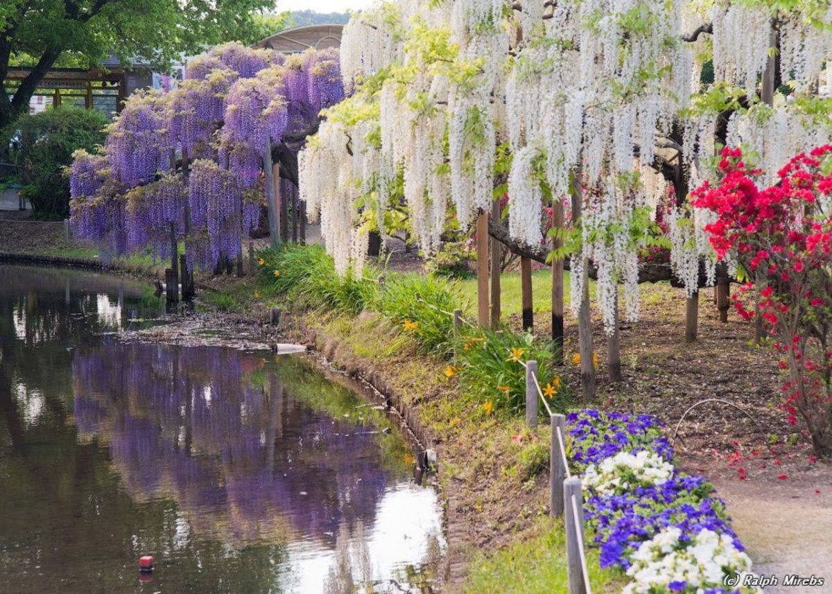 Асикага парк глициний