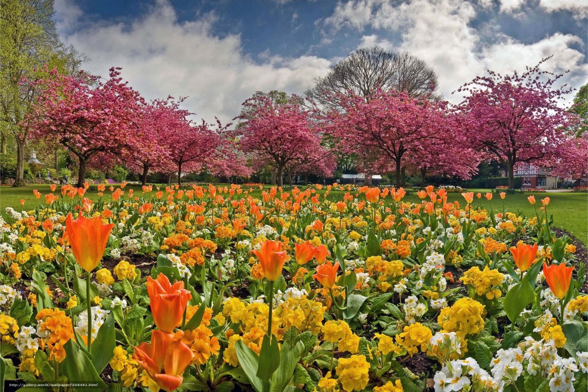 Весенние цветы пейзаж