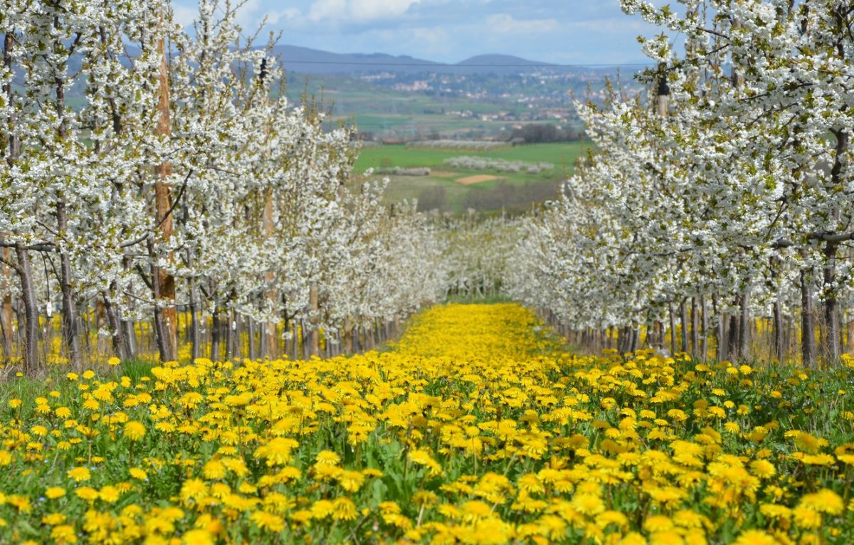 Красивые пейзажи весны