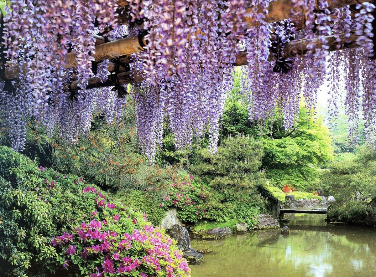 Парк глициний - Кавати Фудзи