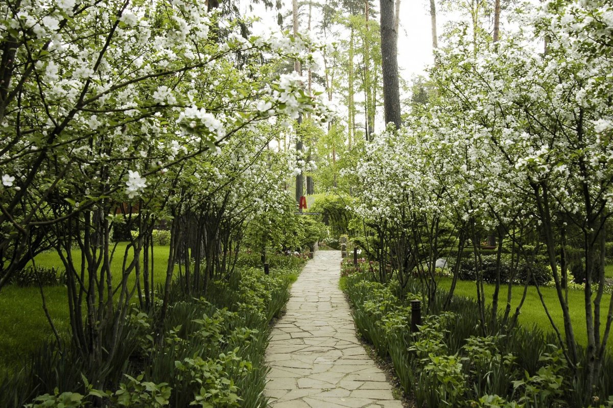 Цветущая Яблоневая аллея