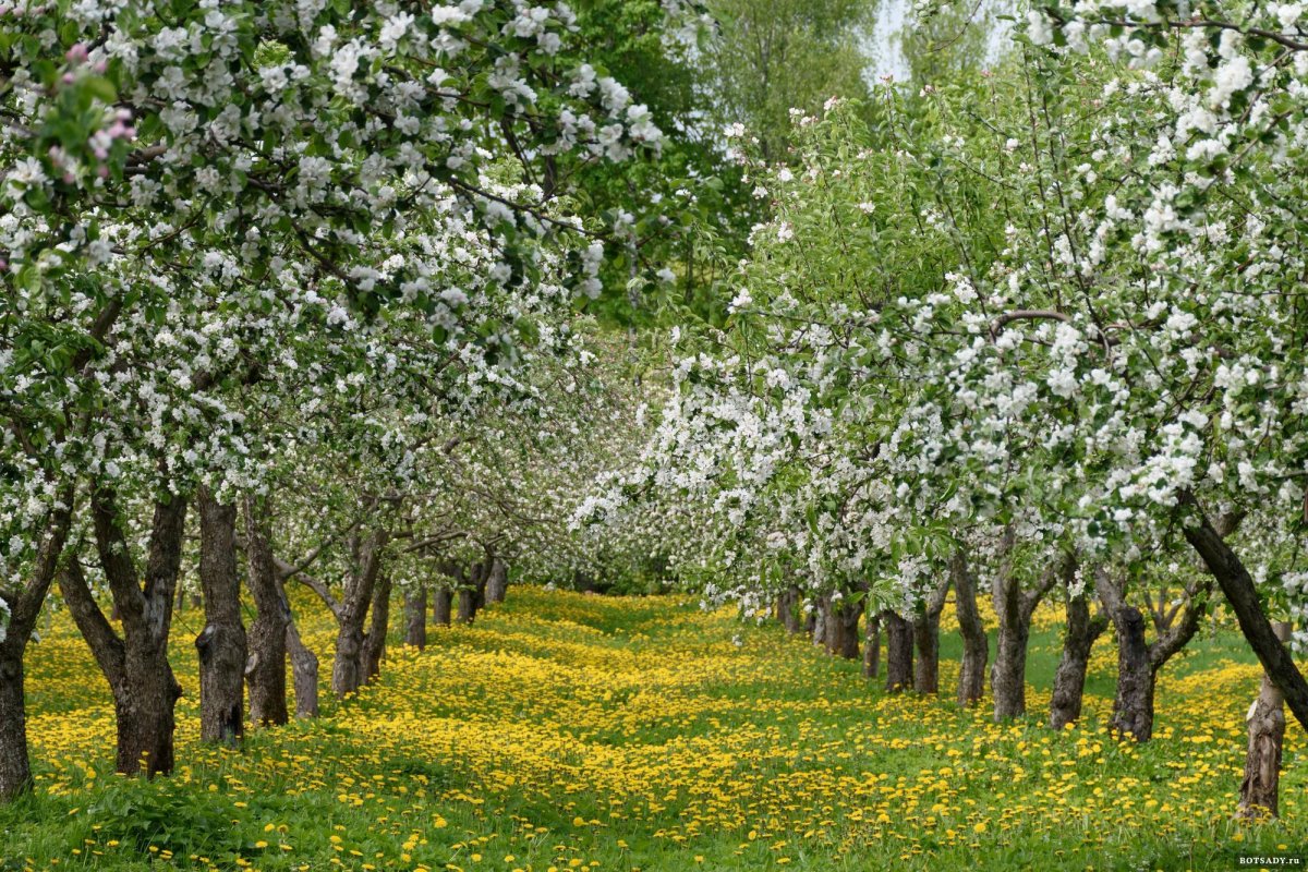 Яблоневый сад МГУ