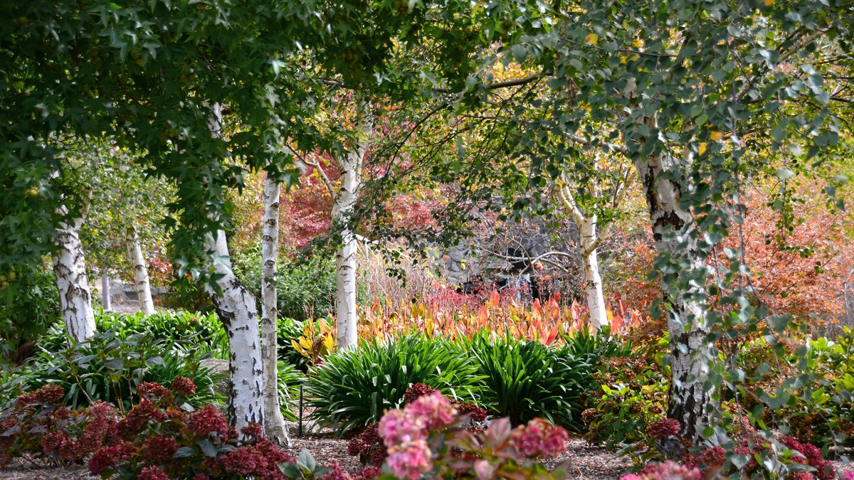 Береза в ландшафтном диз