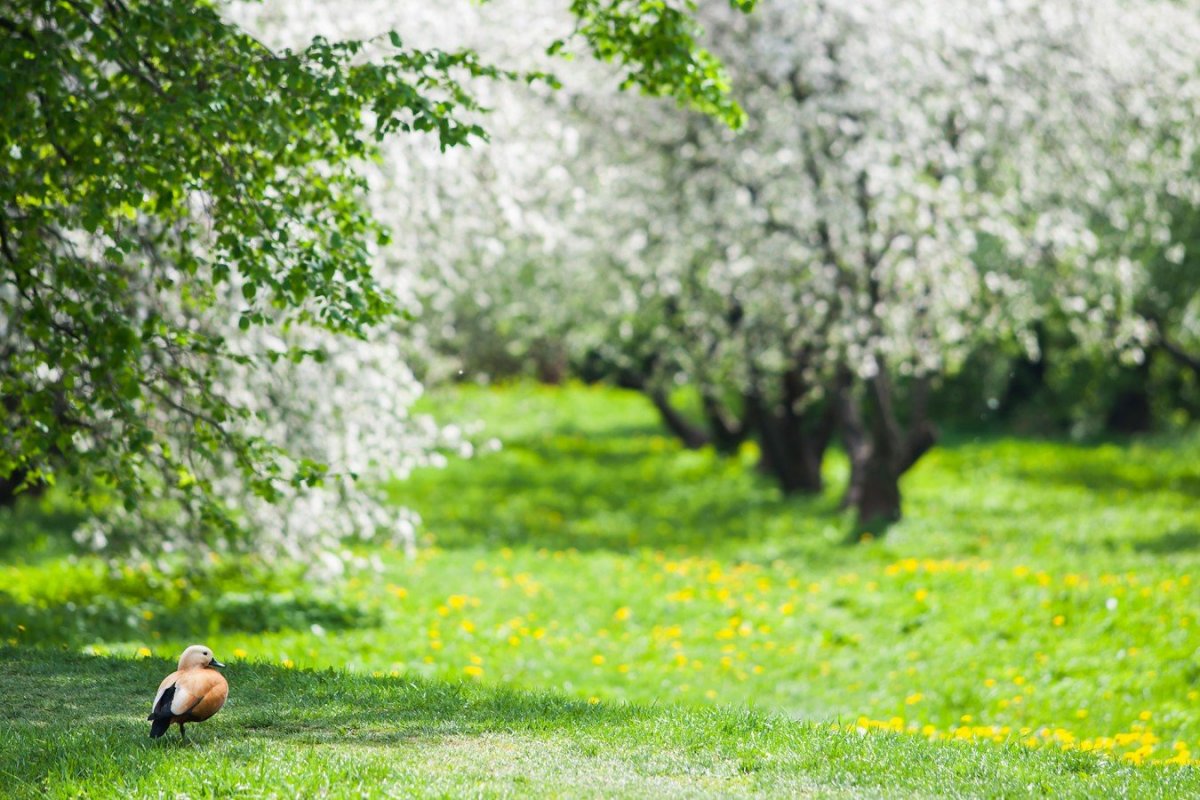 Парк Коломенское скамейки