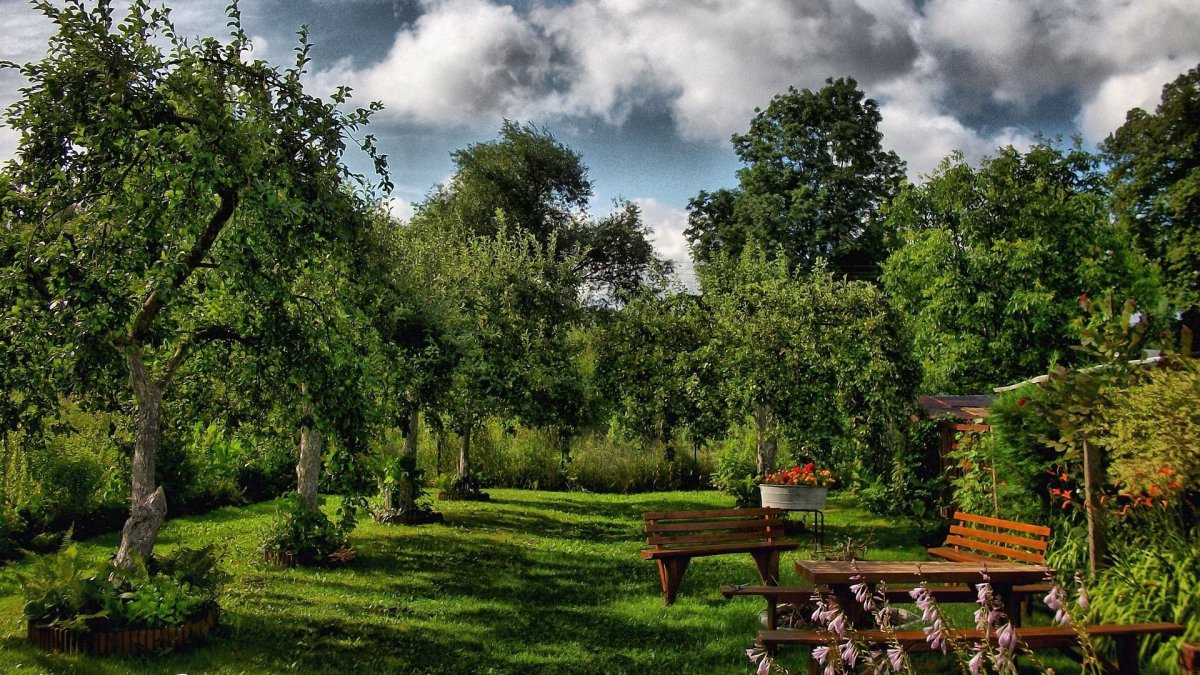 Деревья во дворе