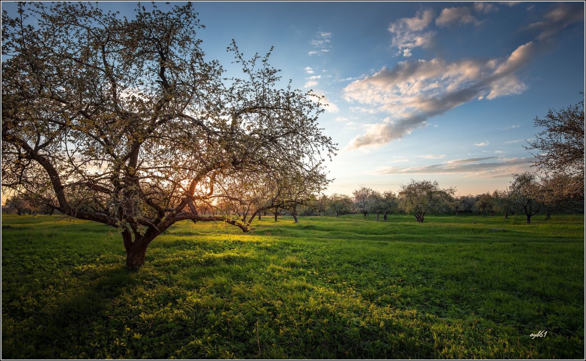 Ясная Поляна Яблоневый сад