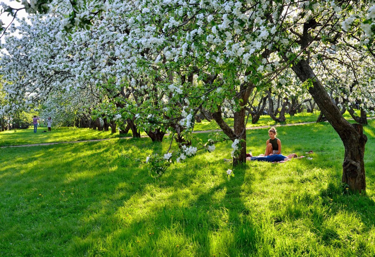 Ясная Поляна Яблоневый сад