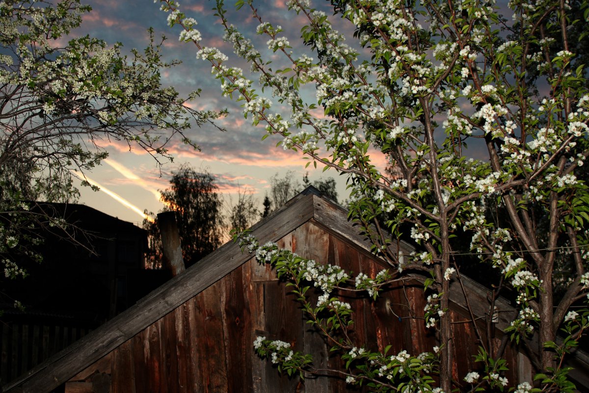 Заброшенный сад в деревне