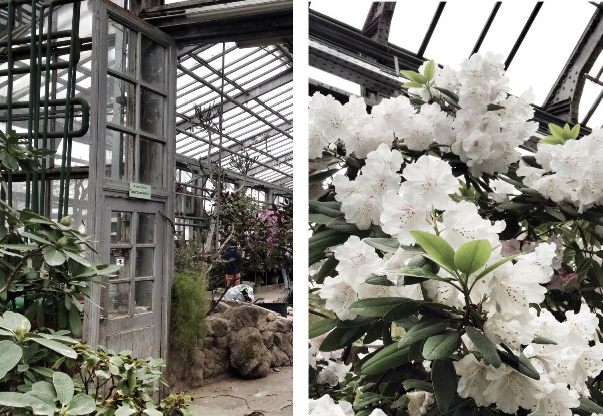 Оранжерея Ботанический сад Москва цветы