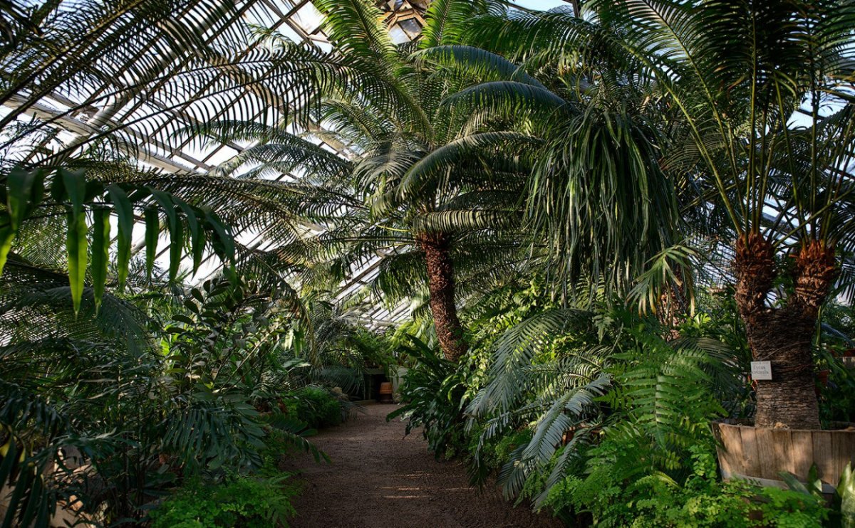Ботанический сад Петра Великого оранжерея