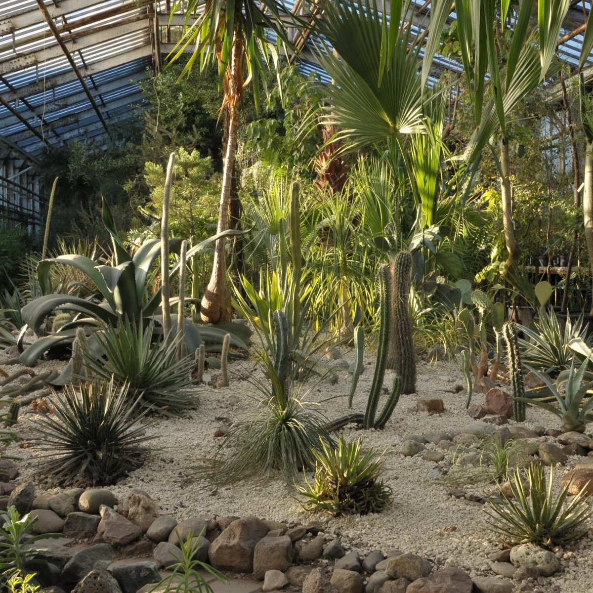 Ботанический сад Цицина оранжерея