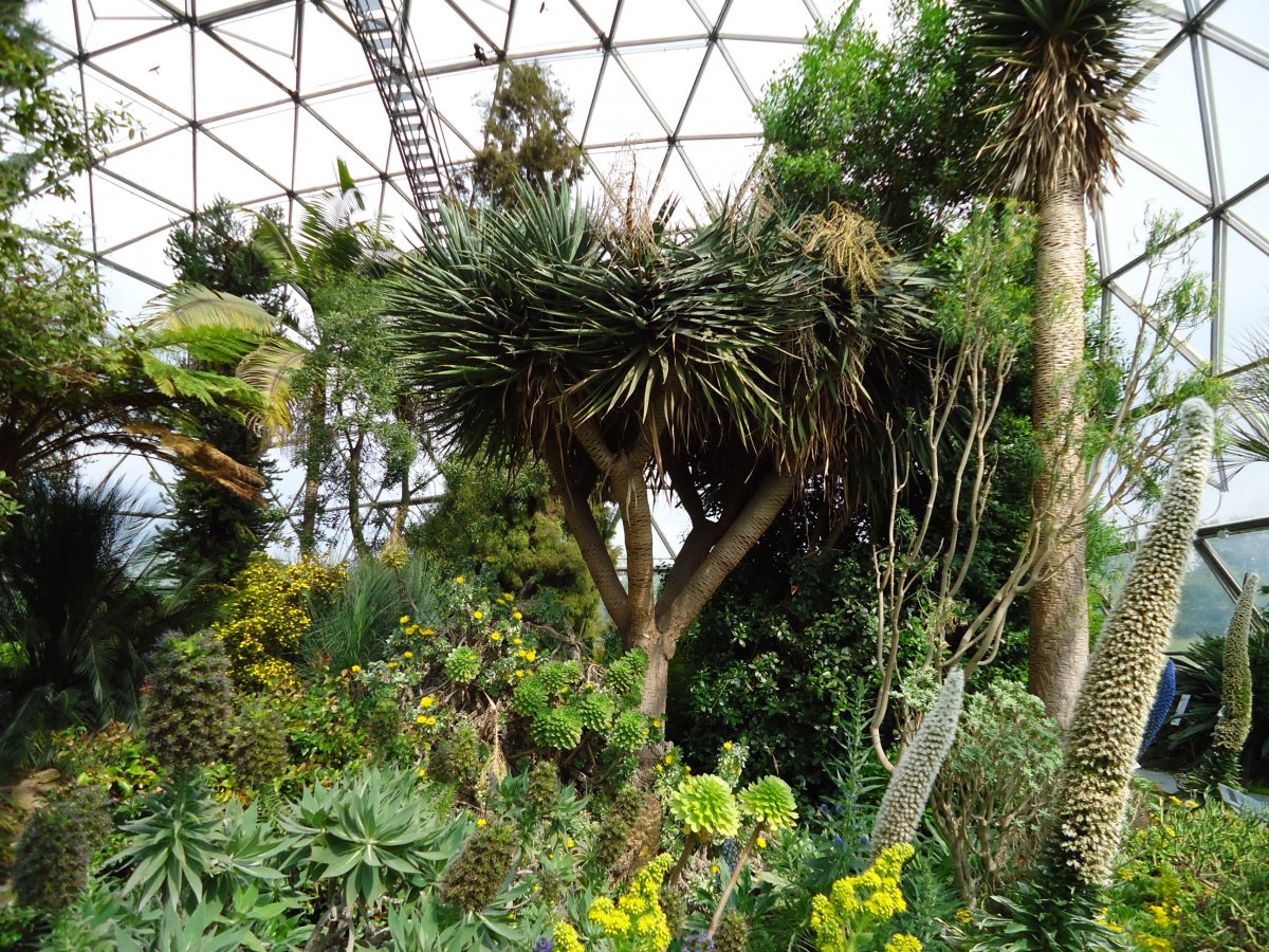 Ботанический сад САМГУ оранжерея