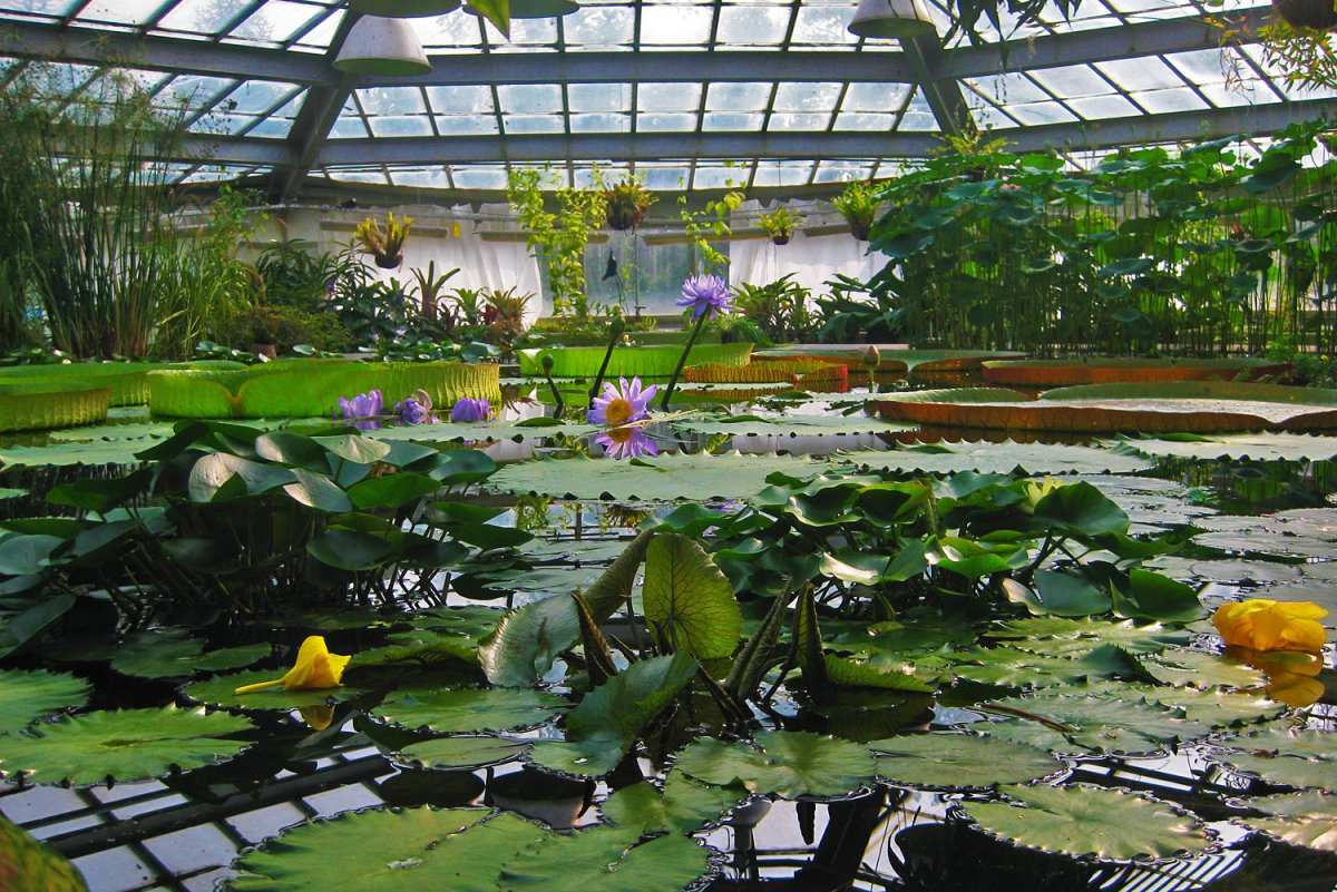 Ботанический сад Петра Великого в Санкт-Петербурге