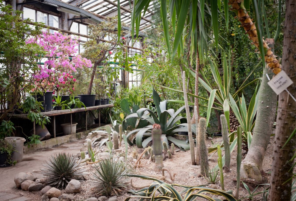 Главный Ботанический сад оранжерея