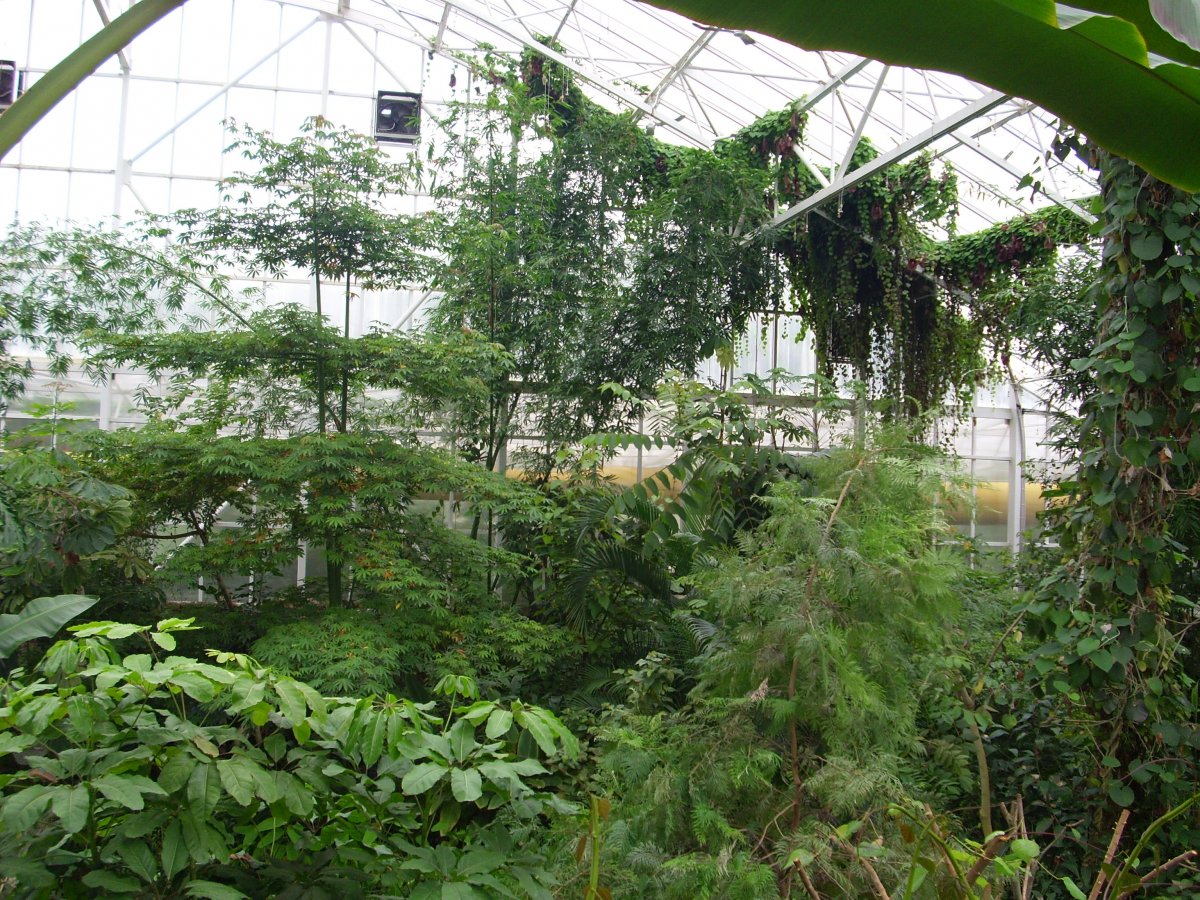 Фондовая оранжерея ГБС РАН