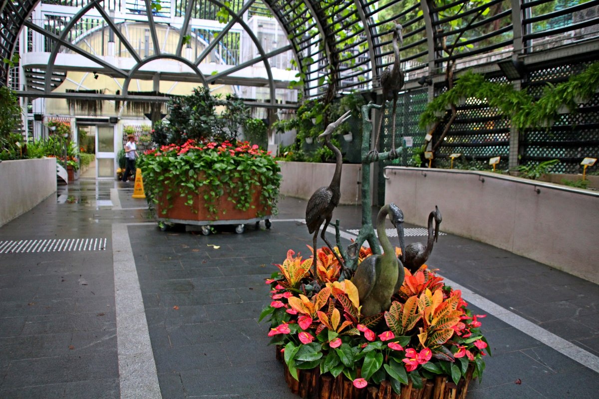 Робиния Московский Ботанический сад