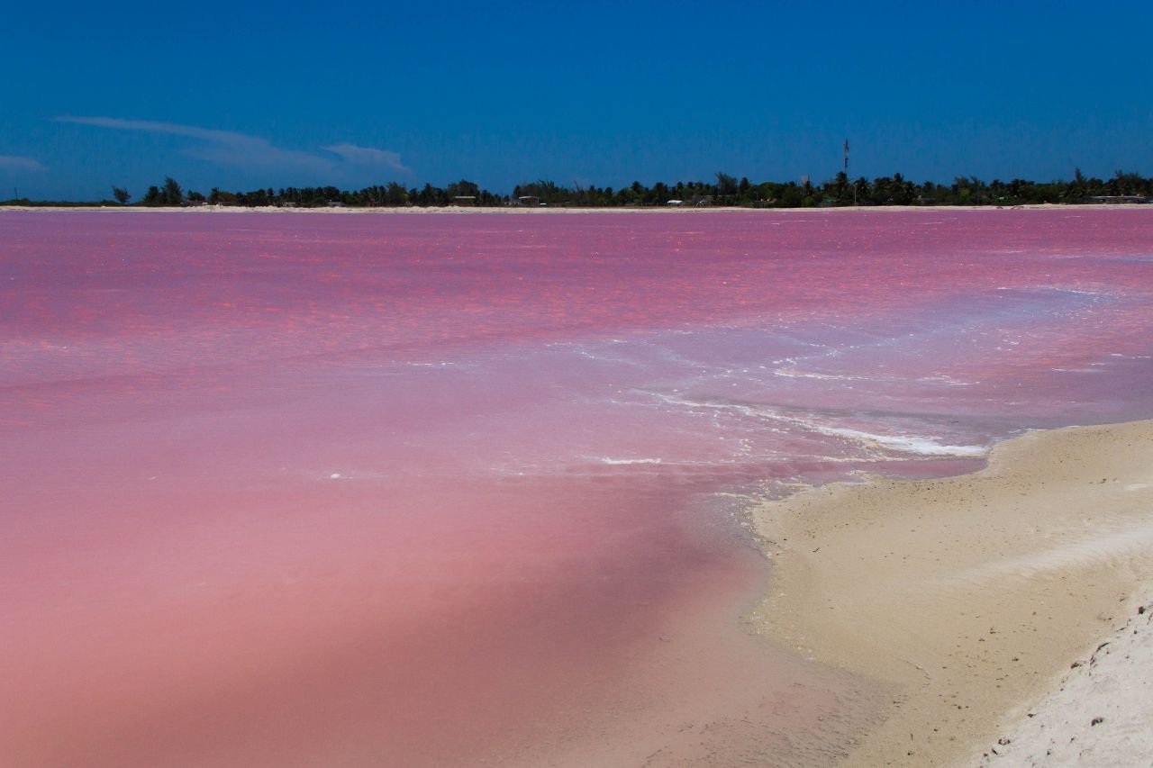 Есть розовое озеро. Рио Лагартос заповедник. Рио Лагартос розовое озеро. Рио Лагартос Мексика. Озеро Лас Колорадас.