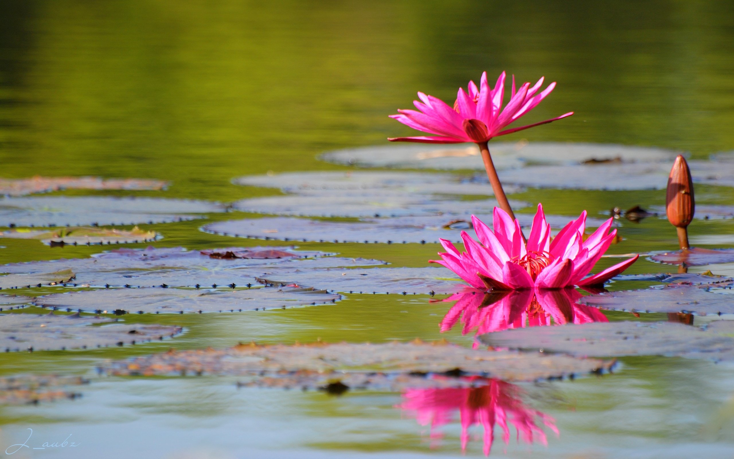 Лилия озерного. Кувшинка Речная розовая. Река с лотосами. Розовые цветы на реке. Цветы у озера.