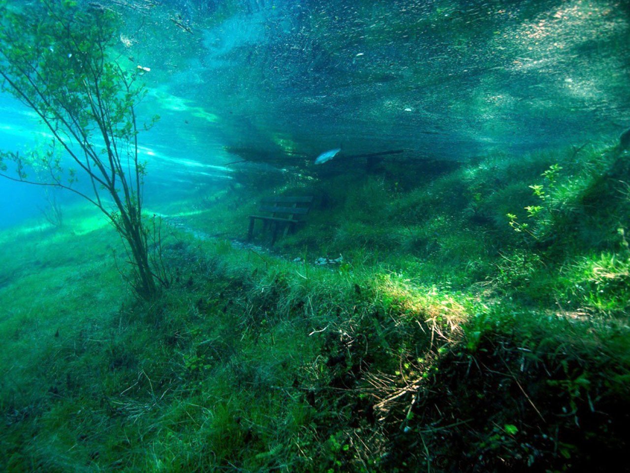 Растущая на дне озера. Подводный парк "зеленое озеро".. Зеленое озеро в Австрии. Подводный парк в Австрии. Синявинское озеро подводный лес.