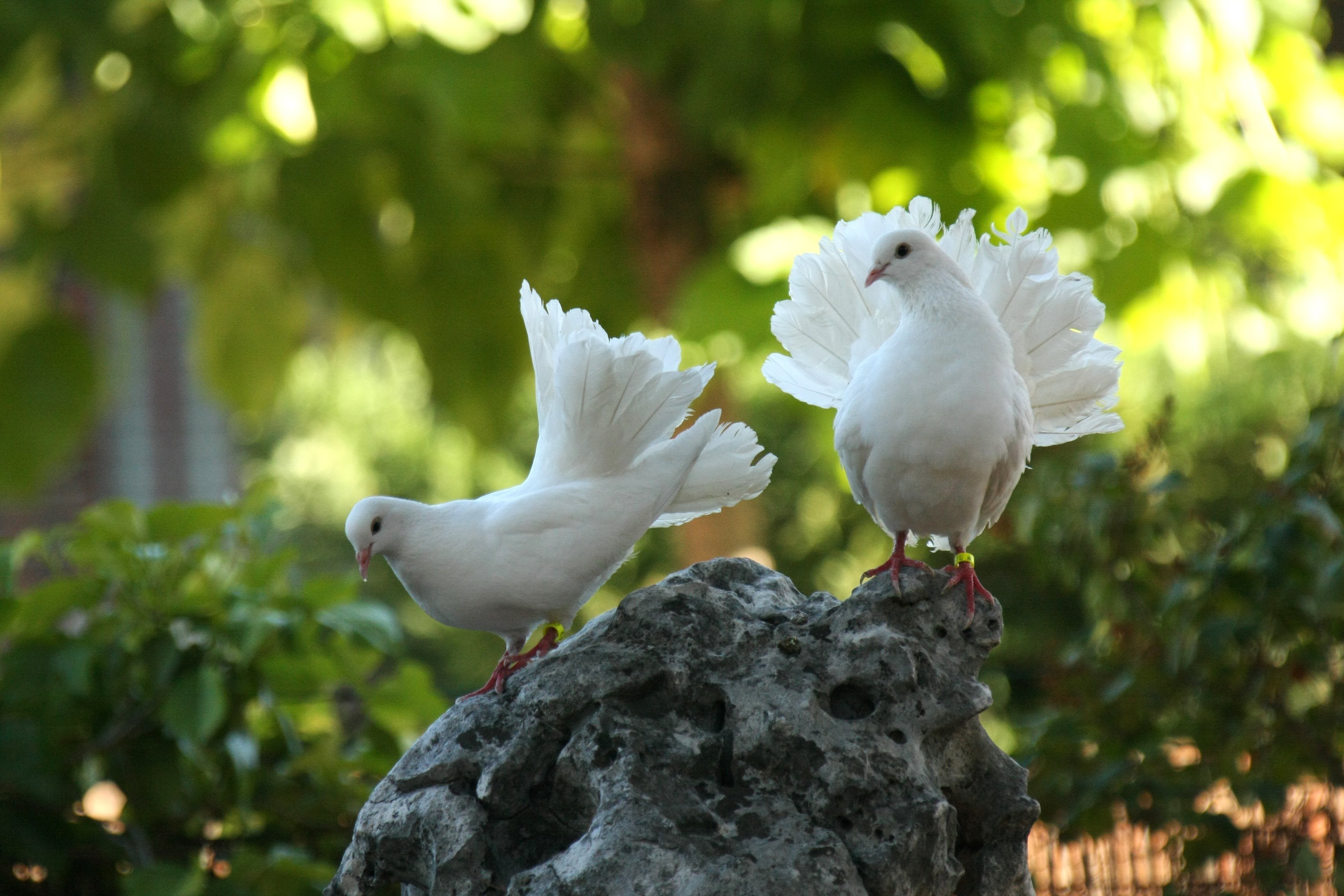 Белыми голубями летите к маме домой. Королевский Павлин голубь. Белогрудый голубь. Горлица белая птица. Пиджеон голубь.