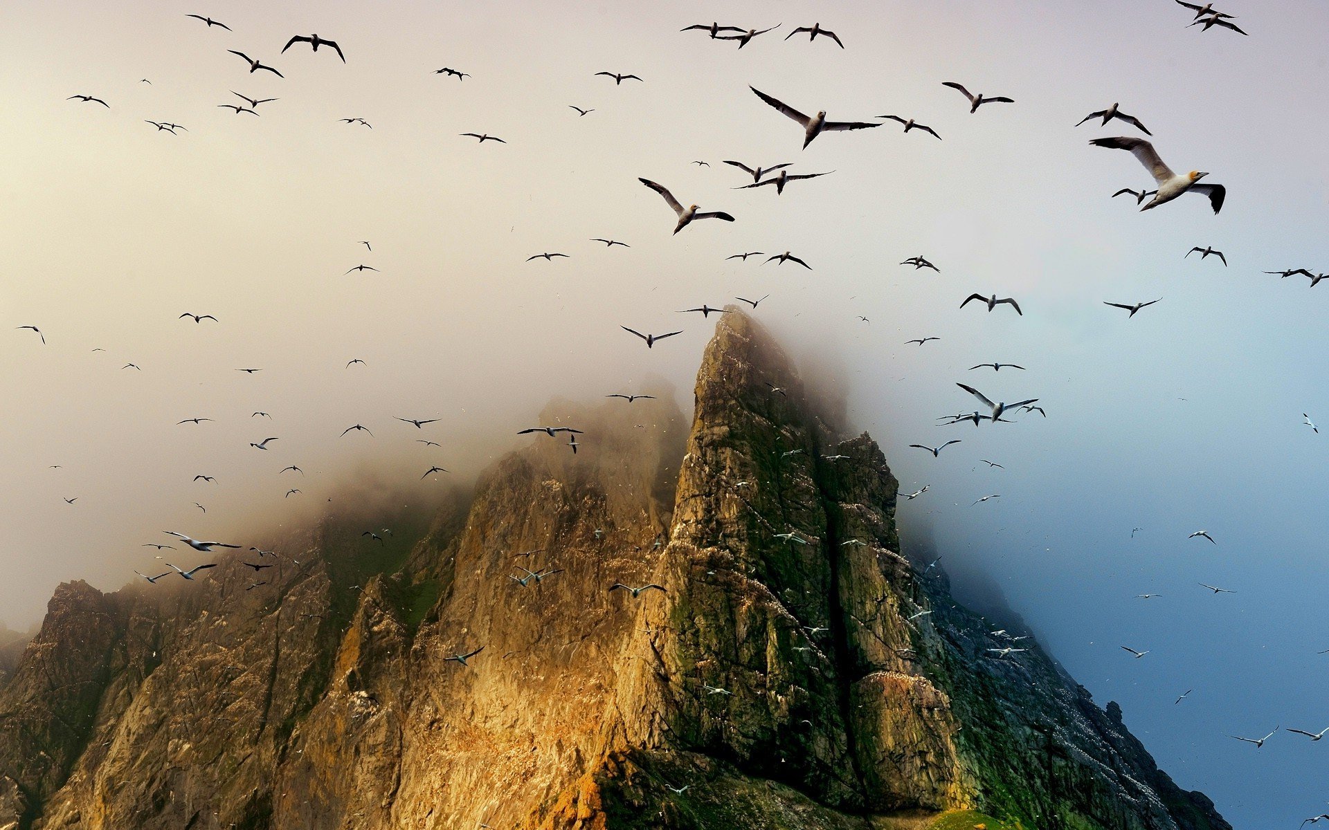 Небесные обитатели. Дикая Шотландия Гебридские острова. Стая птиц. Птицы в горах. Птица над горами.