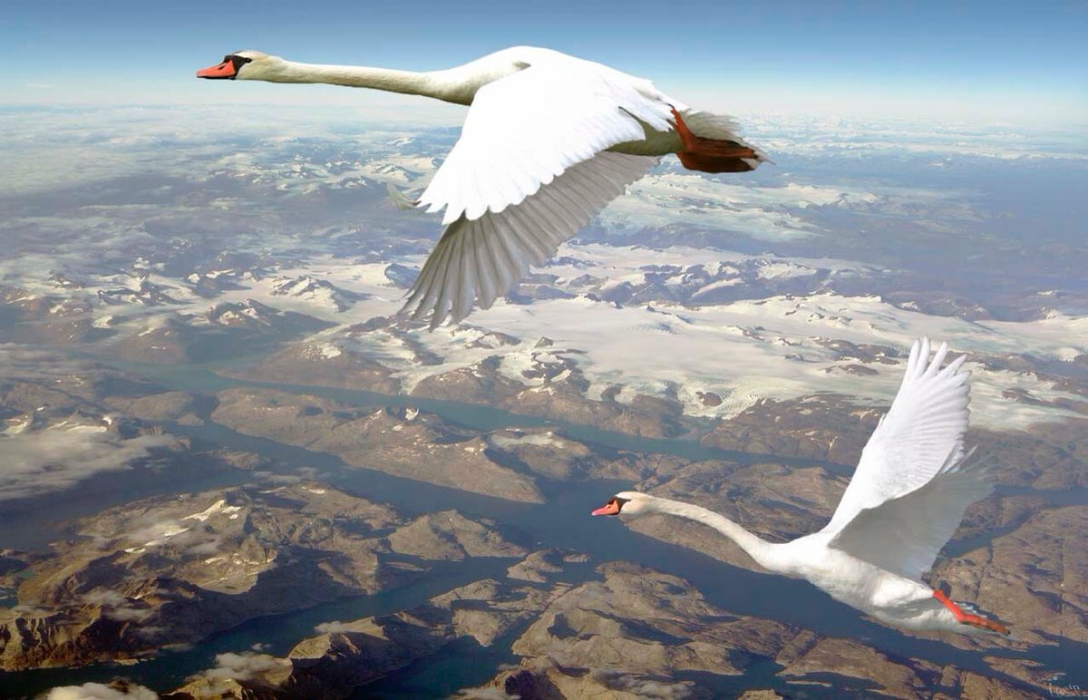Птицы летающие на высоте. Лебеди летят. Лебедь в полете. Полет лебедя. Лебеди в небе.