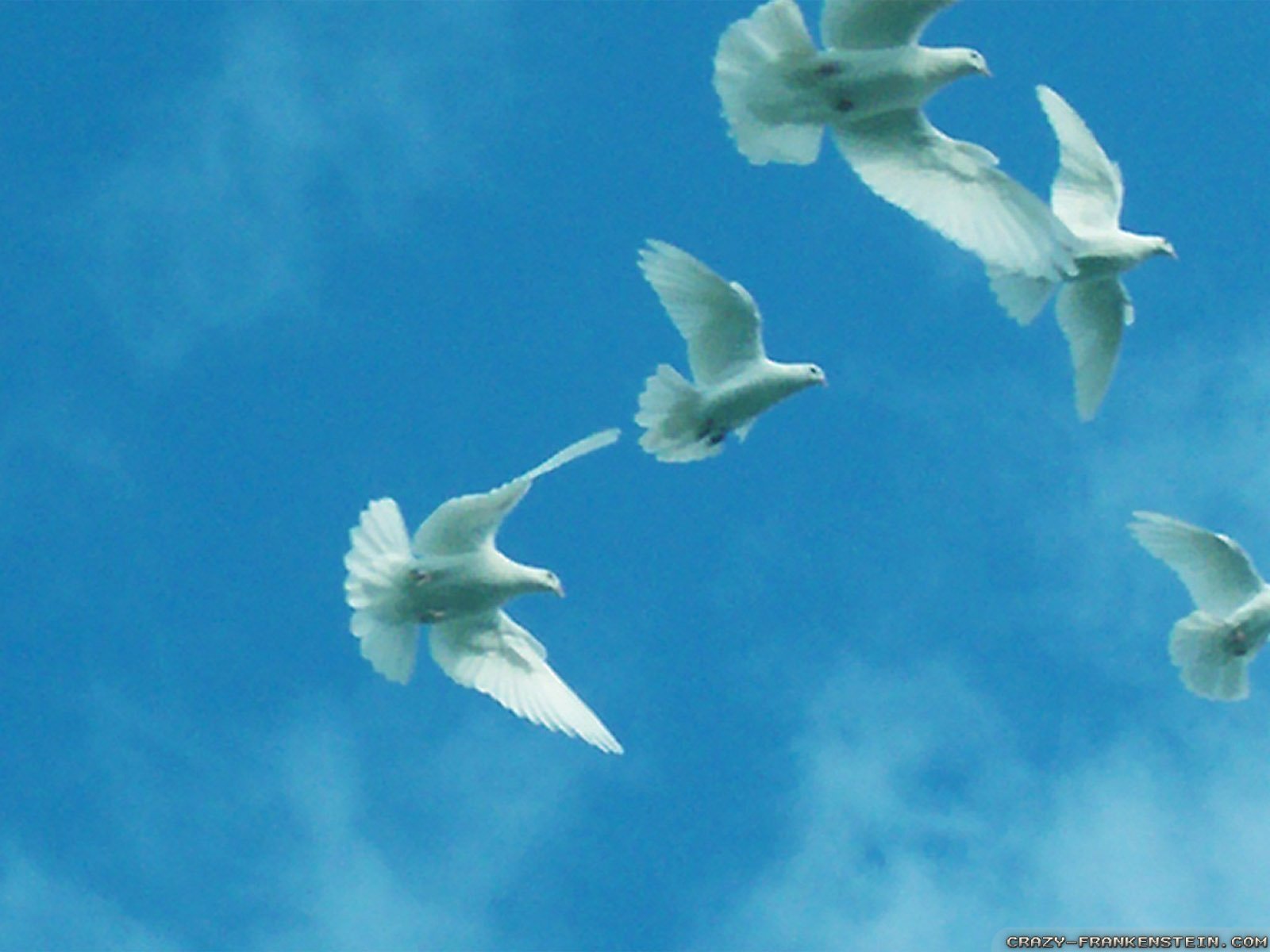 Мама голуби летят. Голуби в небе. Стая белых голубей. Белые голуби в небе. Голубь летает.