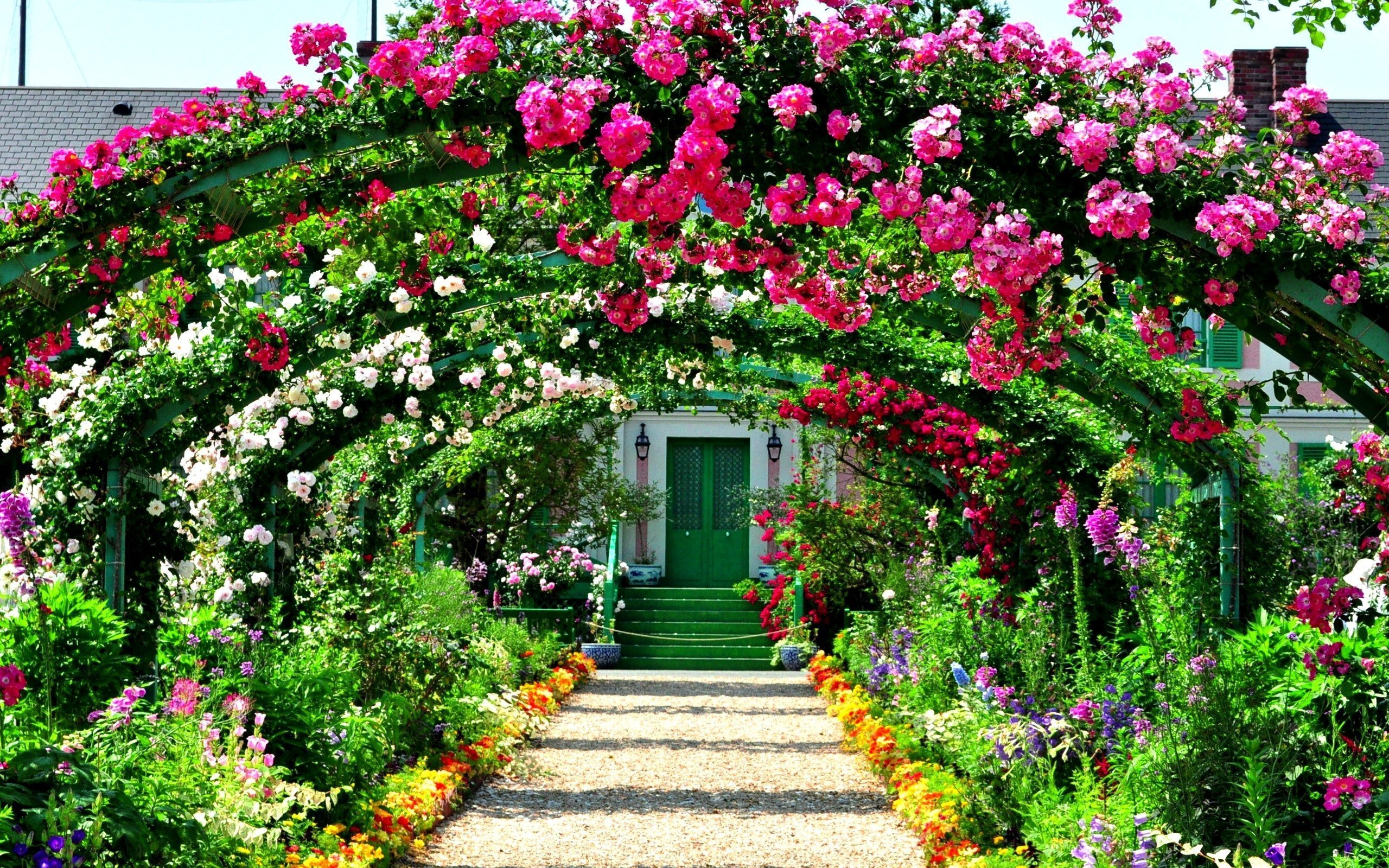 Плетистая роза в саду - 71 фото