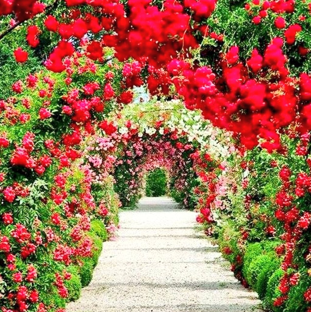 Плетистая роза в саду - 71 фото