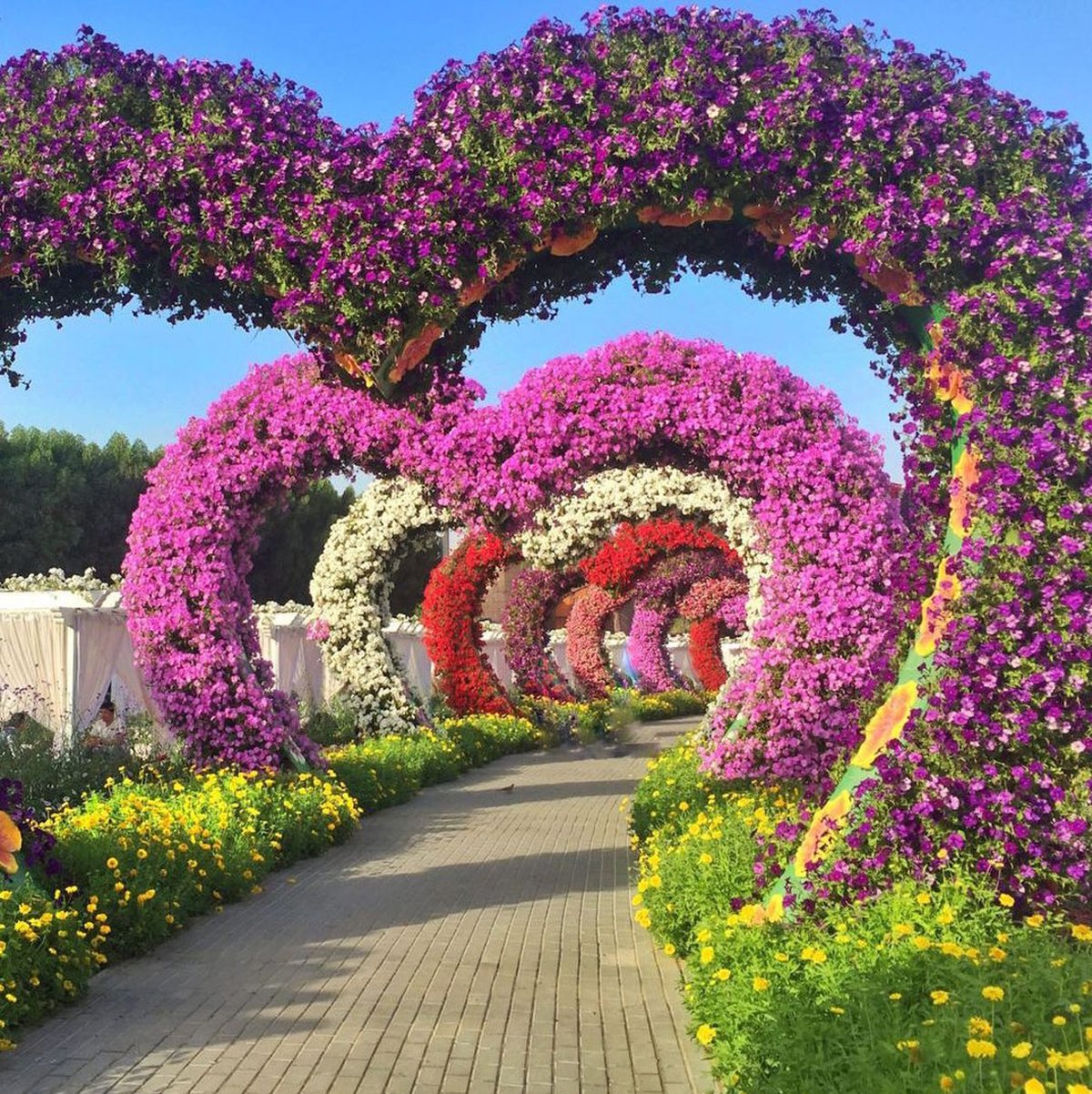 Арка для петуньи. Миракл Гарден парк. Сад чудес (Miracle Garden). Дубай Миракл Гарден Dubai Miracle Garden. Парк цветов Миракл Гарден.
