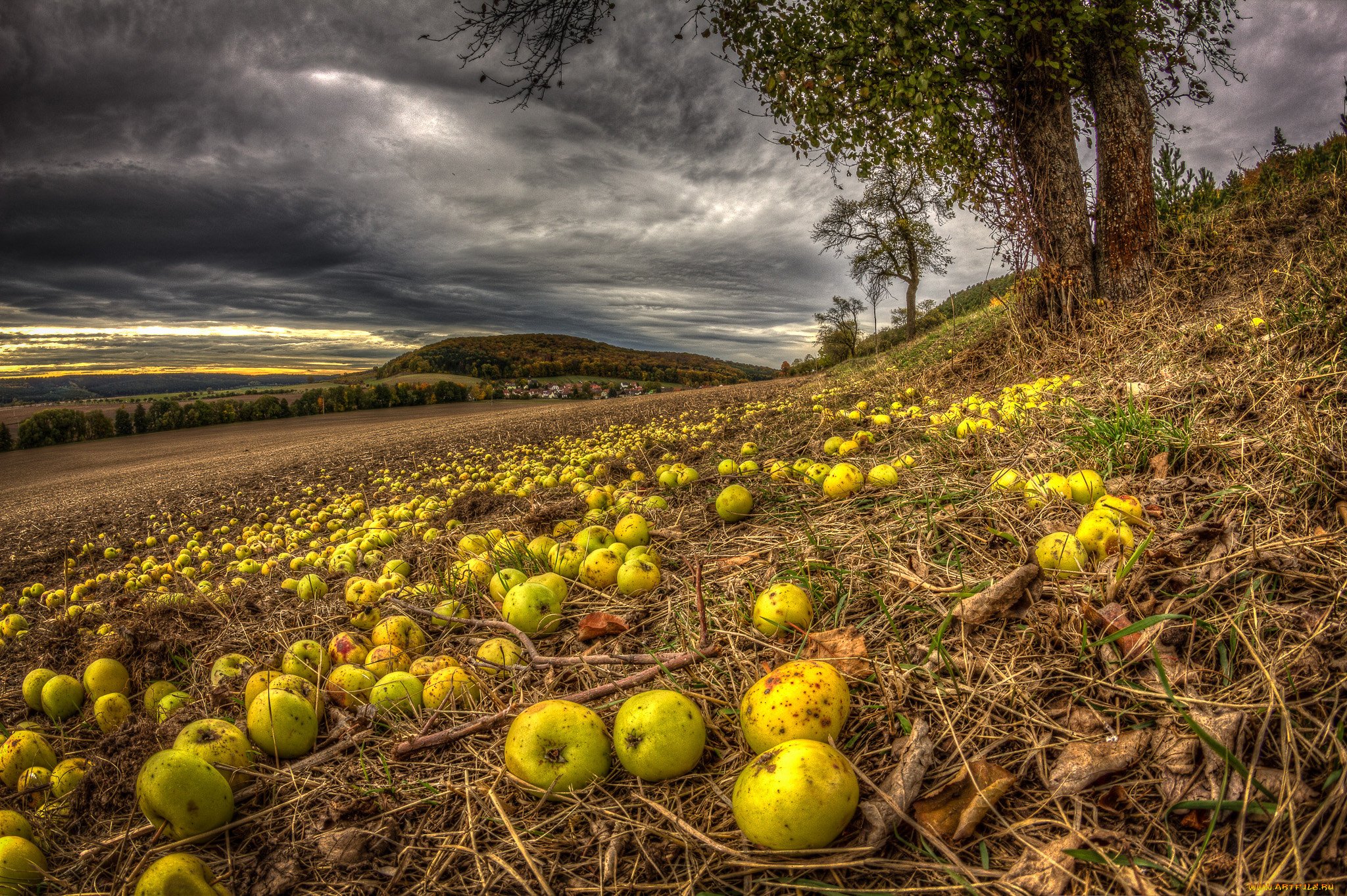 Осенний сад яблоки. Август природа. Яблоки на траве. Яблочный сад природа. Поля яблок.