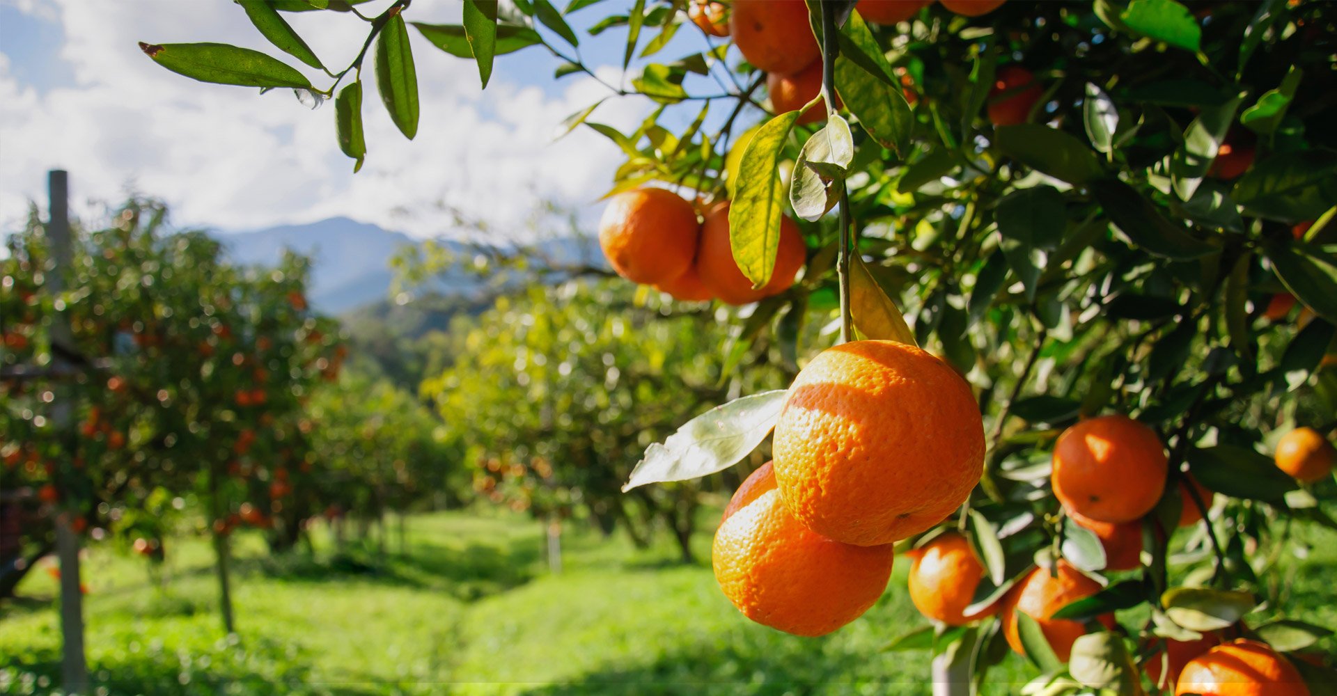 Урожайность апельсинов. Апельсиновая роща в Кемере. Марокко цитрусовая роща. Марокко мандарины плантации. Сицилия мандариновые Рощи.