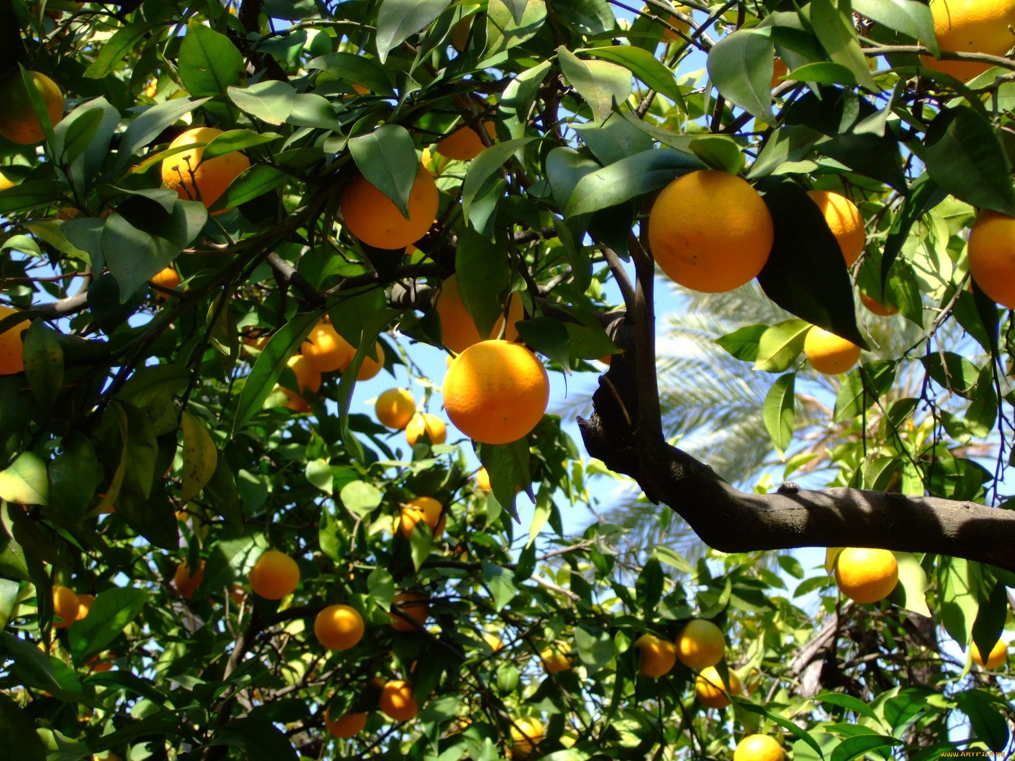 Море мандаринов. Абхазия Мандариновая роща. Апельсиновое дерево Севиль. Цитрус мандарин (плоды желто-оранжевые). Мандариновый сад Абхазия.