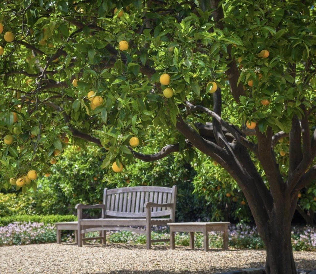 Садово фруктовый. Лимонные деревья Позитано. Фруктовые деревья для сада. Плодовый сад. Апельсиновое дерево.