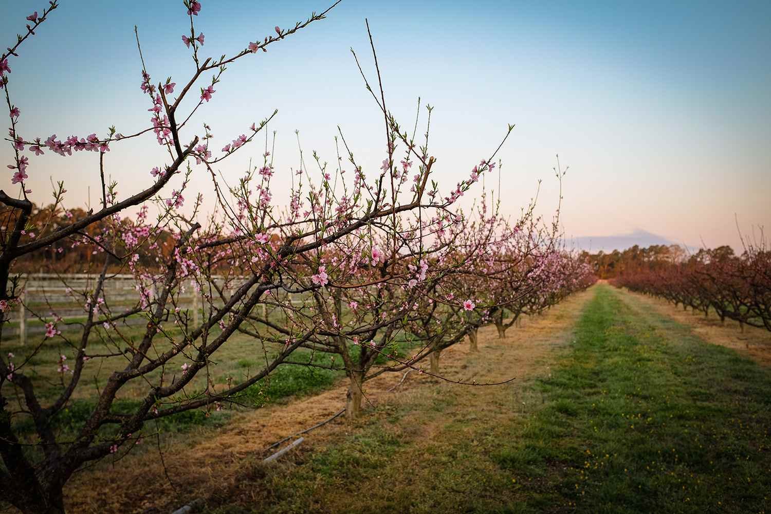 Яблоневые сады в КНДР