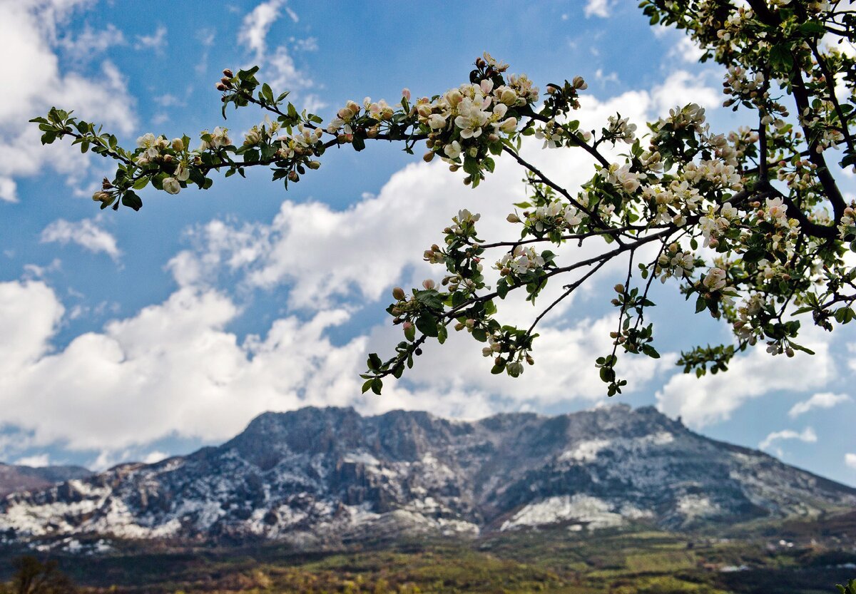Весна цветут деревья на фоне гор Осетия