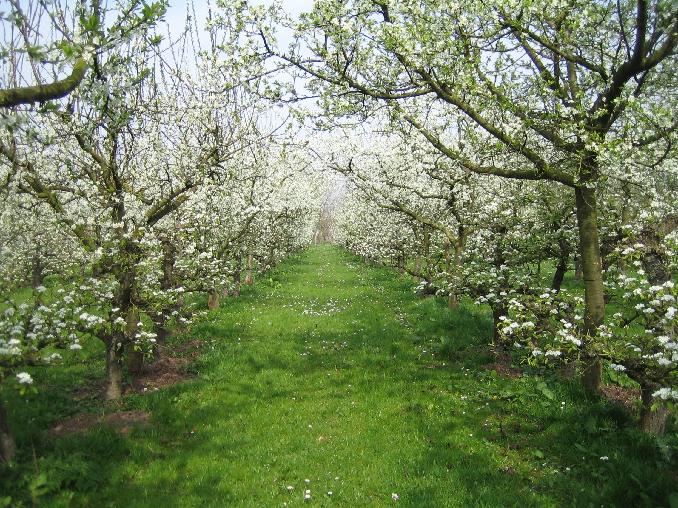 Яблоневый сад в Петергофе